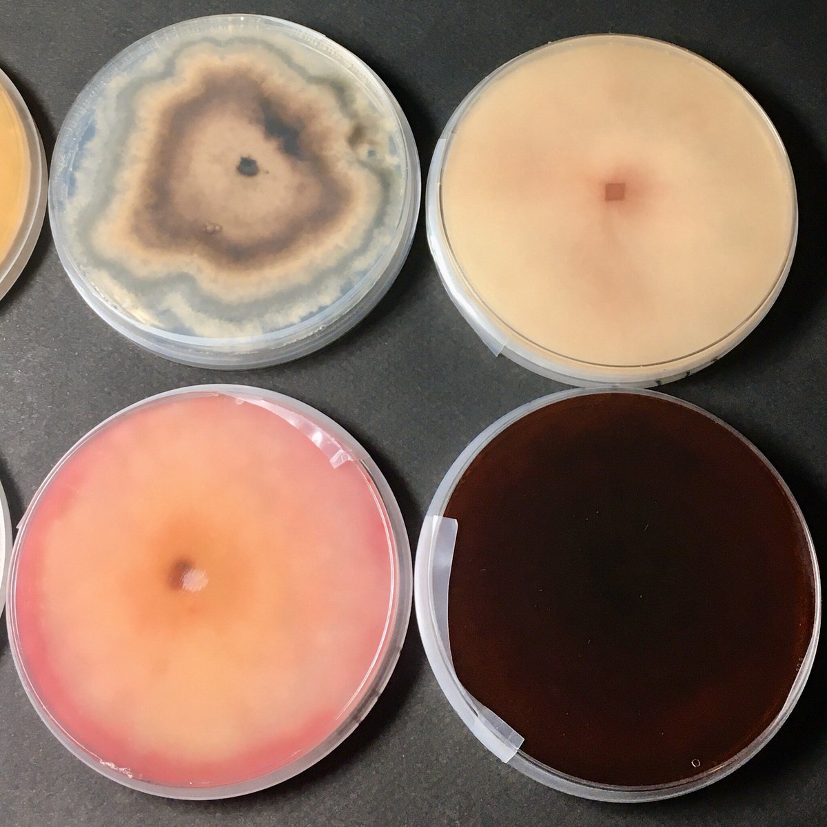 Le métier de phytopathologiste c’est aussi la préparation des milieux de culture pour le maintien de la collection de microorganismes. A chacun son milieu préféré ! Ici, 6 champignons différents sur milieu PDA. <a href="/GroupeFDesprez/">Florimond Desprez</a> #phytopathologie  #labo #champignons #bellescouleurs