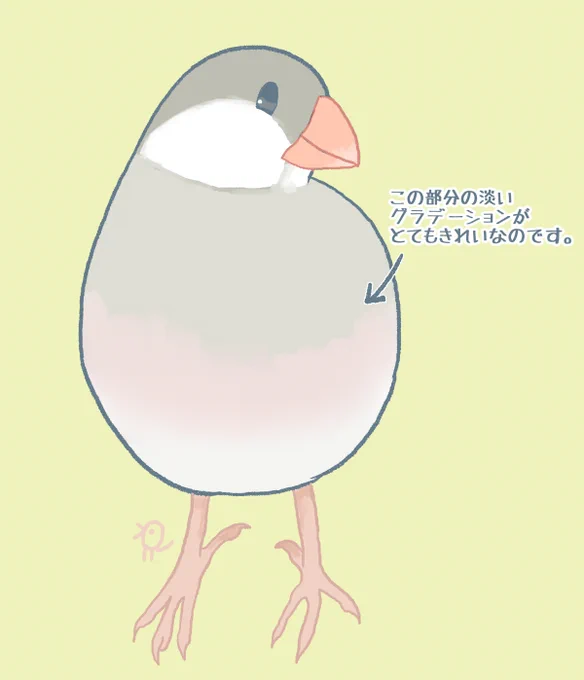 画が拙くてちょっとでも伝わってくれたら嬉しいのですが桜やシルバー、シナモンさんのこの部分がとてもすきです。

#Buncho #javasparrow #文鳥 