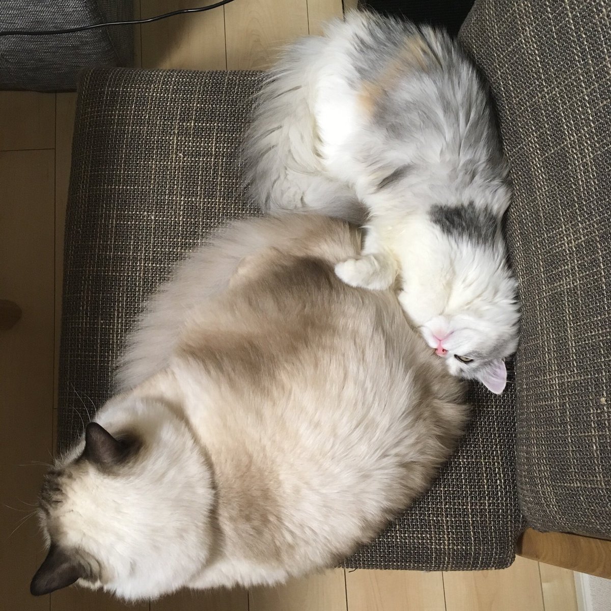 Mr5Yuj's tweet photo. こんなに仲良くくっついてる
時期もあったなぁ☺️ https://t.co/GBhcy2drl2