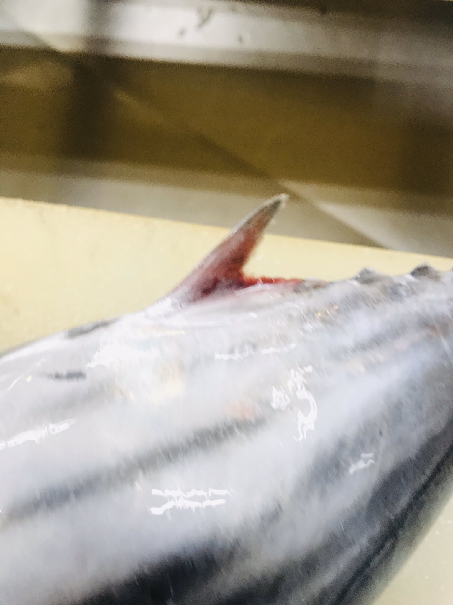 多田水産 鮮度が落ちて腹身が溶けてる場合有るからなー 尻ビレのすぐ上に膨らみが有ると脂有るぞー 痩せてると逆に凹むぞー あと 尻ビレは白いのなー 赤いのは内出血してるからなー 気を付けろー 皮の一部が赤いのも内出血なー 多田水産 鮮度が落ちて腹身が溶けてる場合有るからなー 尻ビレのすぐ上に膨らみが有ると脂有るぞー 痩せてると逆に凹むぞー あと 尻ビレは白いのなー 赤いのは内出血してるからなー 気を付けろー 皮の一部が赤いのも内出血なー