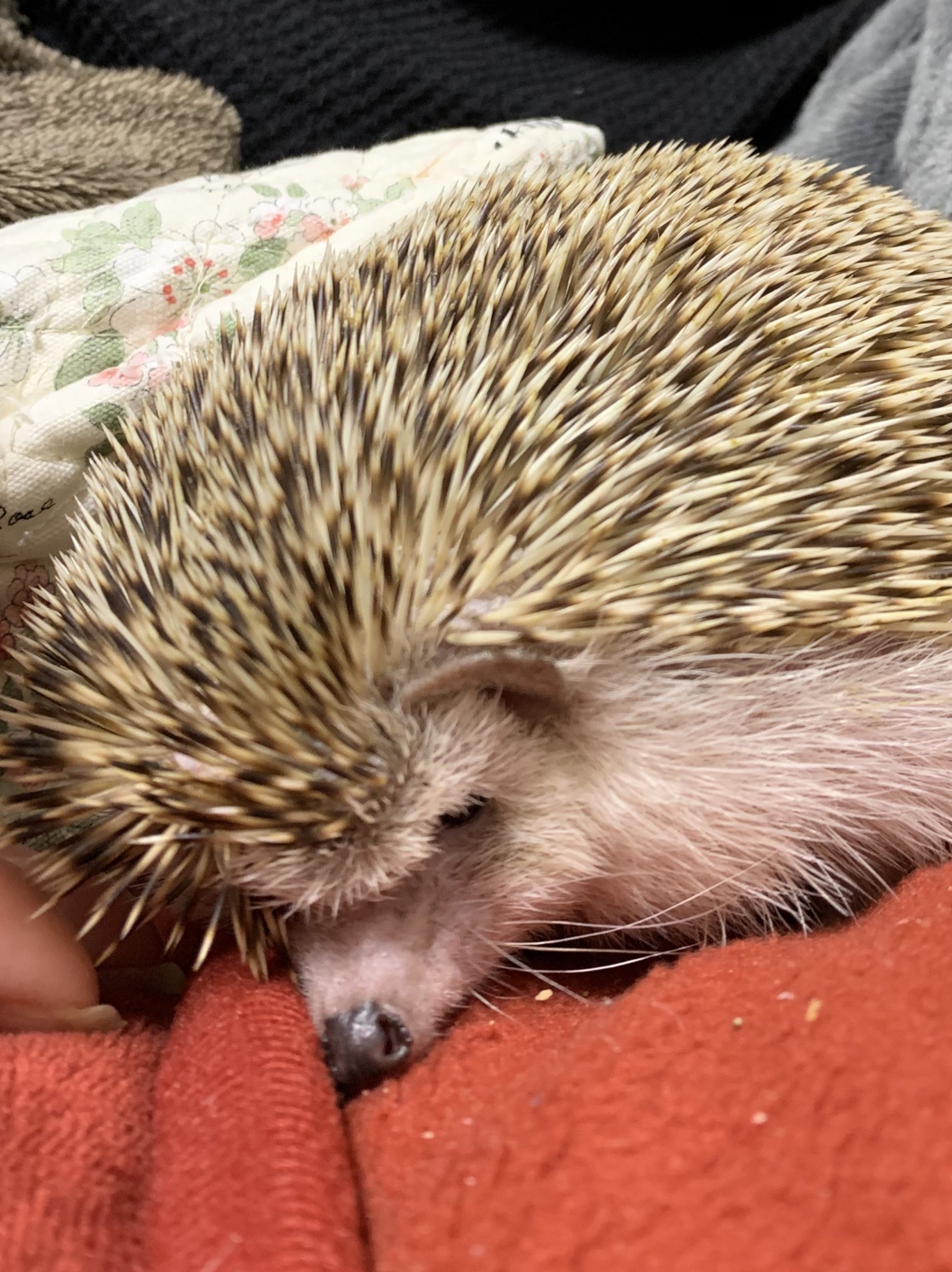 パルチル 札幌のハリネズミ Parubosapporo Twitter