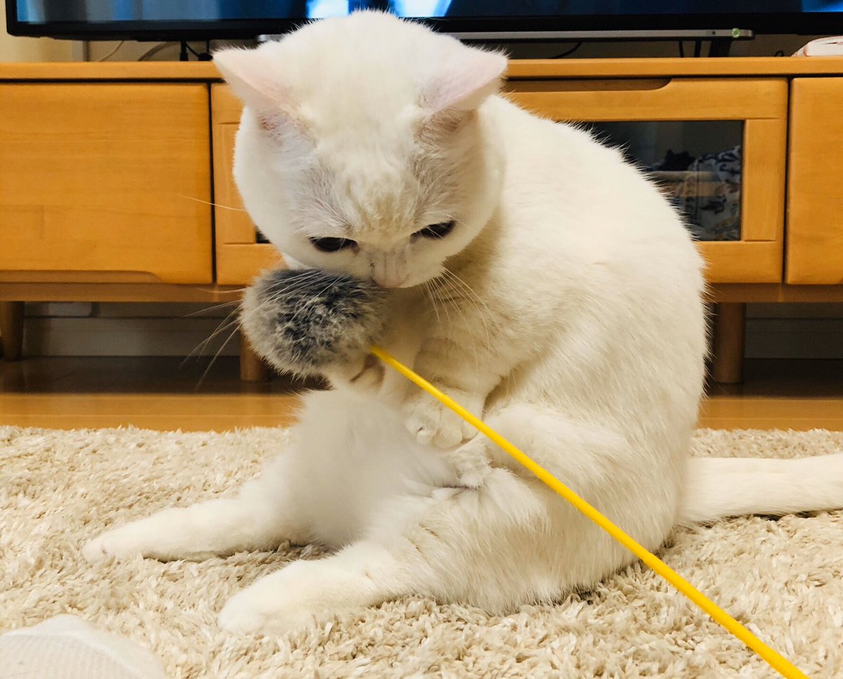BtcSakura's tweet photo. いまオレ、絶対的に超絶カッコいい

#マイクパフォ���マンス 
＃猫の猫背 https://t.co/zWAFnYzIKx