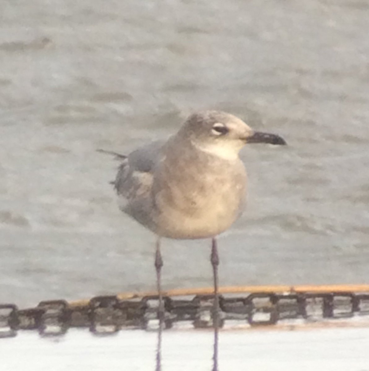 CraigerUK500's tweet photo. Another one of the Laughing Gull at Chew Valley Lake yesterday evening https://t.co/Fi9gYFyQzI