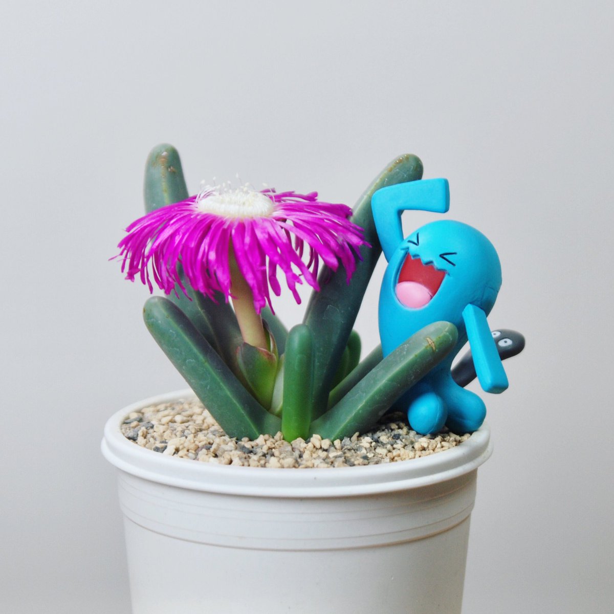 illdependent's tweet photo. 🌱 #Argyroderma Fissum 
#Bloom🌹
・
📷 #botanicalphotography #succulents #pink #flowers #flower #leaf #green #design #plants #toys #botanical #art #pokemon #Wobbuffet #toyphotography 
・
🌱#アルギロデルマ #フィスム #花 #メセン #多肉植物 #オモ写 #ポケモン #フィギュア #ソーナンス https://t.co/ak1KzuHrtw