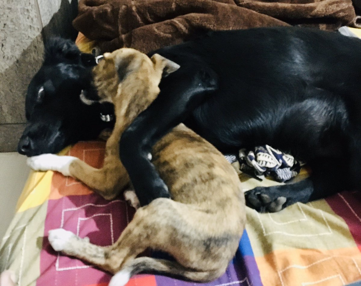 nityawrites30's tweet photo. #puppylove #twobabies #dogsoftwitter My babies are my world and they are the best company to each other too! 💞 https://t.co/9qAWBjD27w