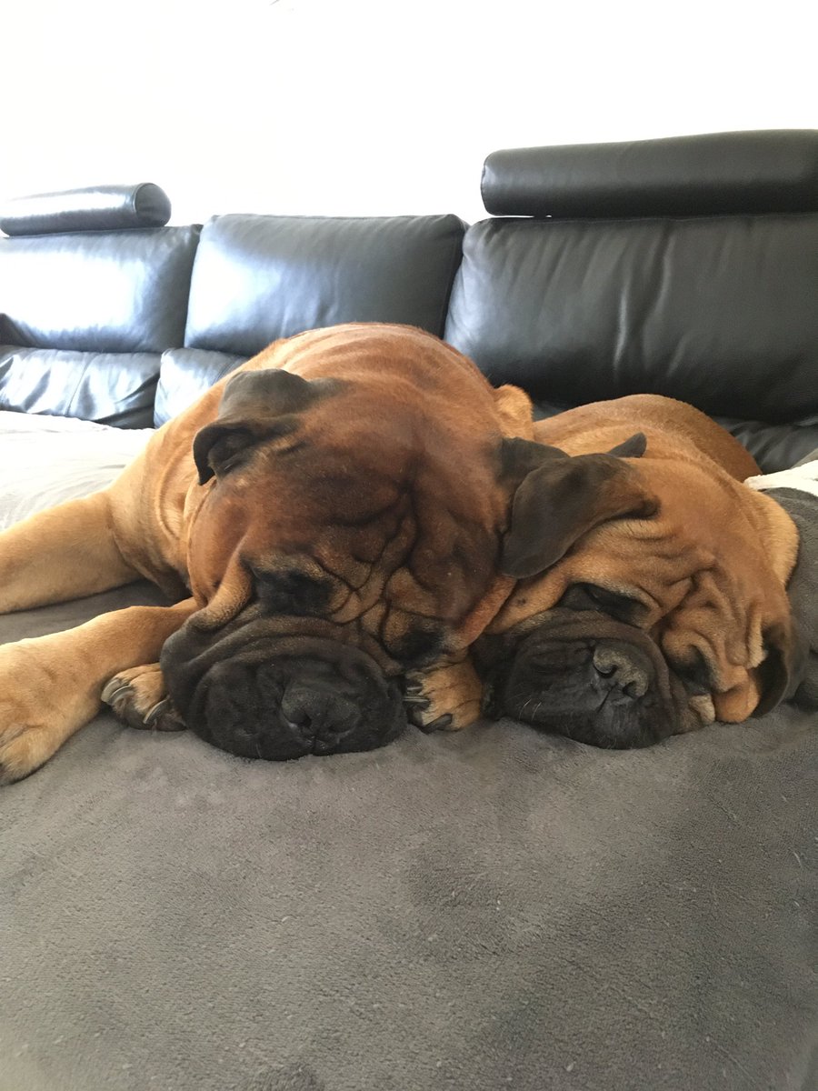 Ninie_Loops's tweet photo. @Parisiis @HenryJeanServat
@inntothenight
Nos #bullmastiff ont leur bar ร la maison! ๐
#DOGSBAR
#HOMEMADE https://t.co/1etdGGJHjc
