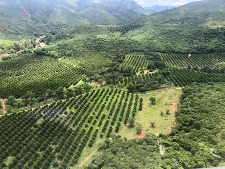 Interesting facts about Manicaland. It is the only province in Zimbabwe with all 5 ecological regions. We plant all crops & all types animals can survive here. Coffee, Macadamia, Bananas, Tea, Timber, Tobacco, Vegetables, Fruits and Potatoes are all grown here #investinManicaland