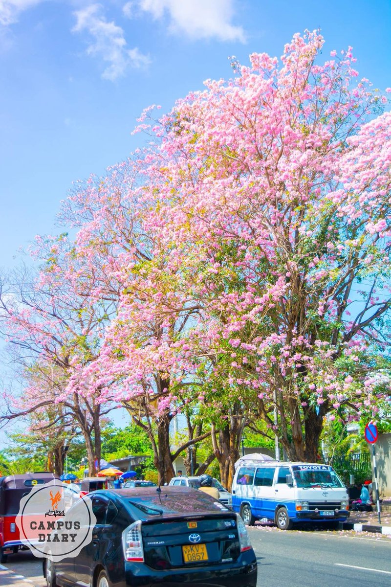 Spring has come for real with robarosia, symbol of spring. No matter what what is happening the spring has come on time 🌸 #Jpura 
Photo Cr: J’pura flames