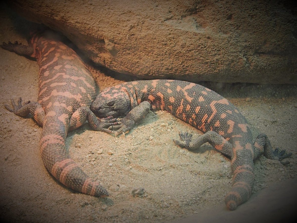 名古屋市東山動植物園 En Twitter 本日の自然動物館 こんな名前で こんな模様ですが 寝顔は可愛い 現在 ご覧いただけない施設の 動物たちの様子もお届けしています 東山動植物園 自然動物館 爬虫類 アメリカドクトカゲ 動物園 Zoo 名古屋 Nagoya