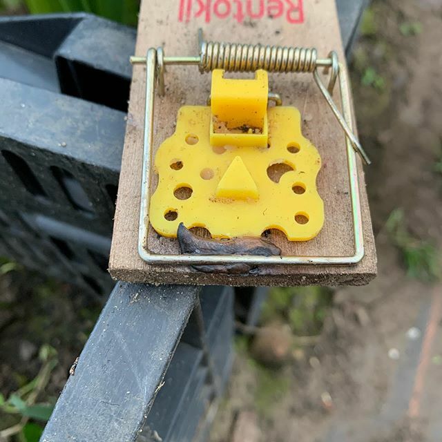 fieldandbloom's tweet photo. Not expecting too many likes for this photo but I’d been wondering what was setting off the mouse traps and not getting caught. I should have known! This slug was unlucky! Not the most effective slug control in the world but at least there is one less no… https://t.co/X3sUhjbdJU https://t.co/X3nzNRpb9q