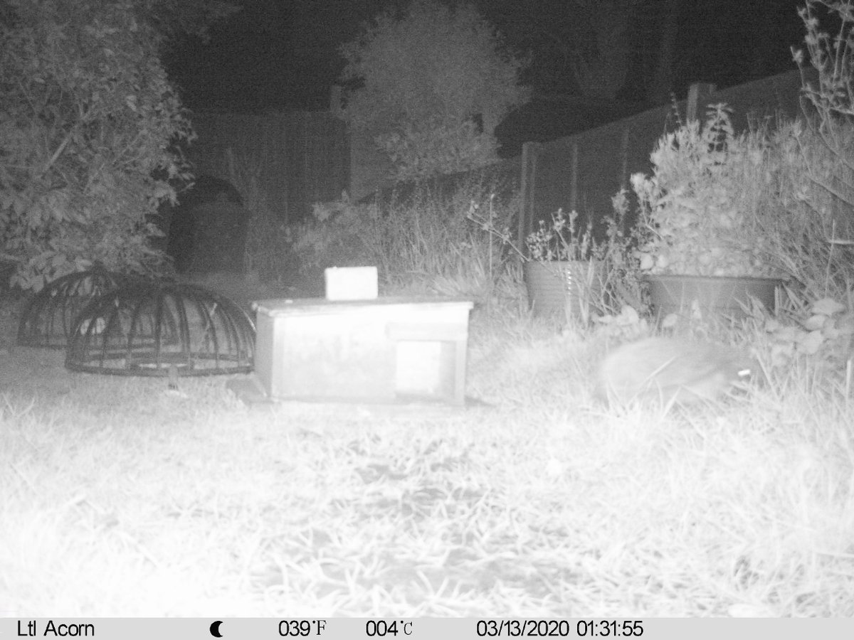 Spinkybird's tweet photo. Oi, Oi! Look who's up! #hedgehog
๐ฆ #barelyslept https://t.co/CNvzJIQpcC