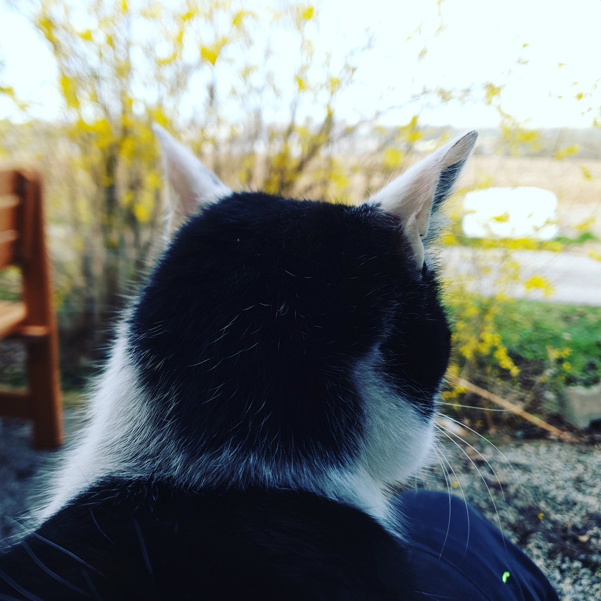 KerryBlu_atwork's tweet photo. #Natur streckt ihre #Blüten raus...das öffentliche Leben steht vor dem #Aus!
Da ist er, der #StummeFrühling !
Allerdings in anderer Form, wie vorhergesagt!
Die #Welt wäre erleichtert, wenn es ein chemisch-synthetisches Mittel (gegen #Covid19 ) gäbe...
wenn Natur sich breit macht! https://t.co/gTnje5iECK
