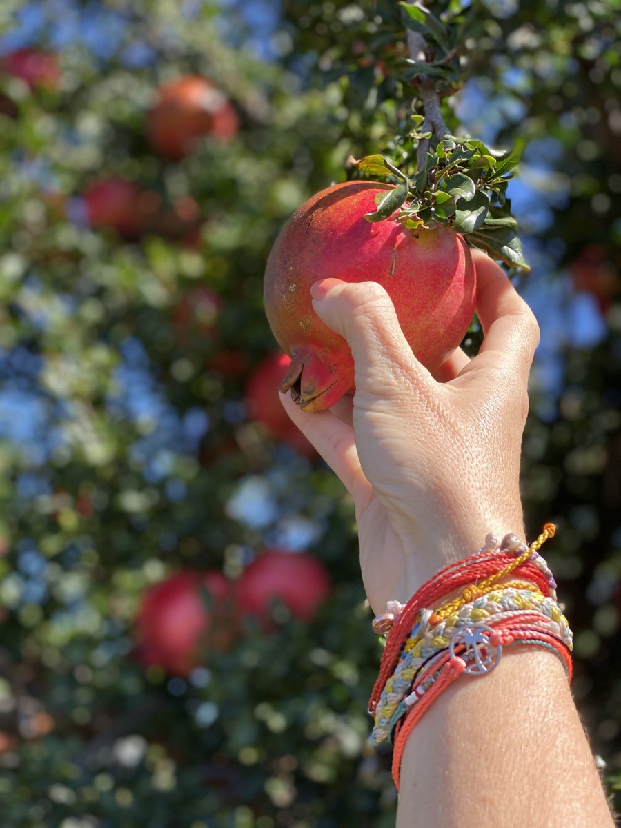 counselfromK's tweet photo. Picking A Pomegranate https://t.co/wayZEEkwWA https://t.co/4c4nxAs9x7