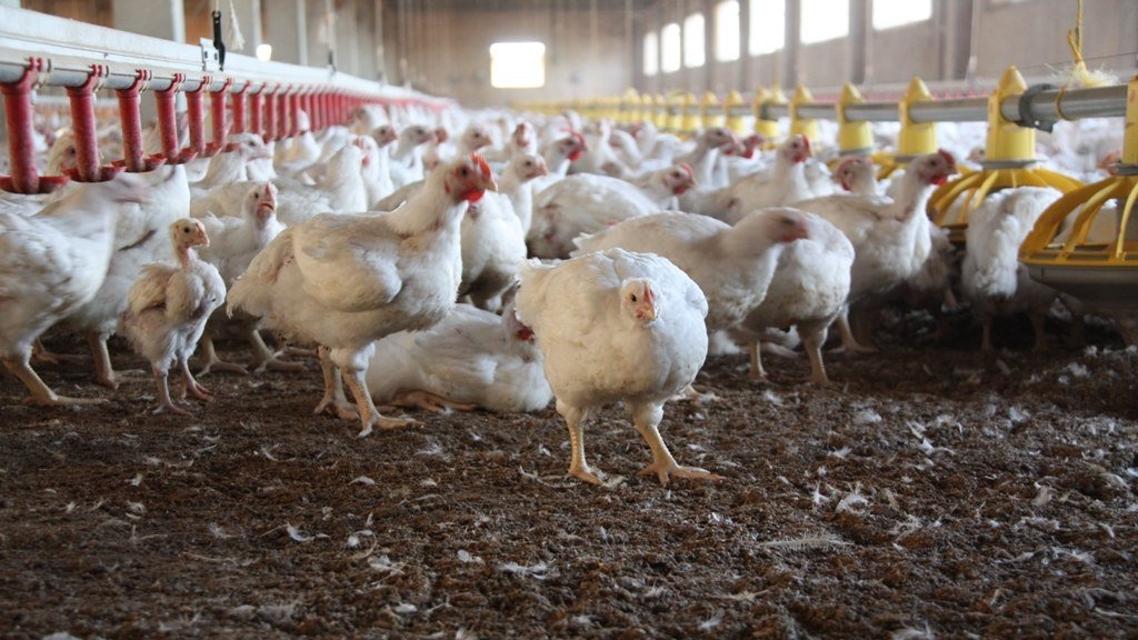 OneHealthEJP's tweet photo. The #OneHealthEJP project #AIRSAMPLE has developed new technology that increases detection of #Campylobacter in poultry farming. This low-cost method could have a significant impact on #poultry processing across #Europe #OneHealth #FoodSafety #Food #Health
https://t.co/rLS2JTxymY https://t.co/WMO2KetTrs