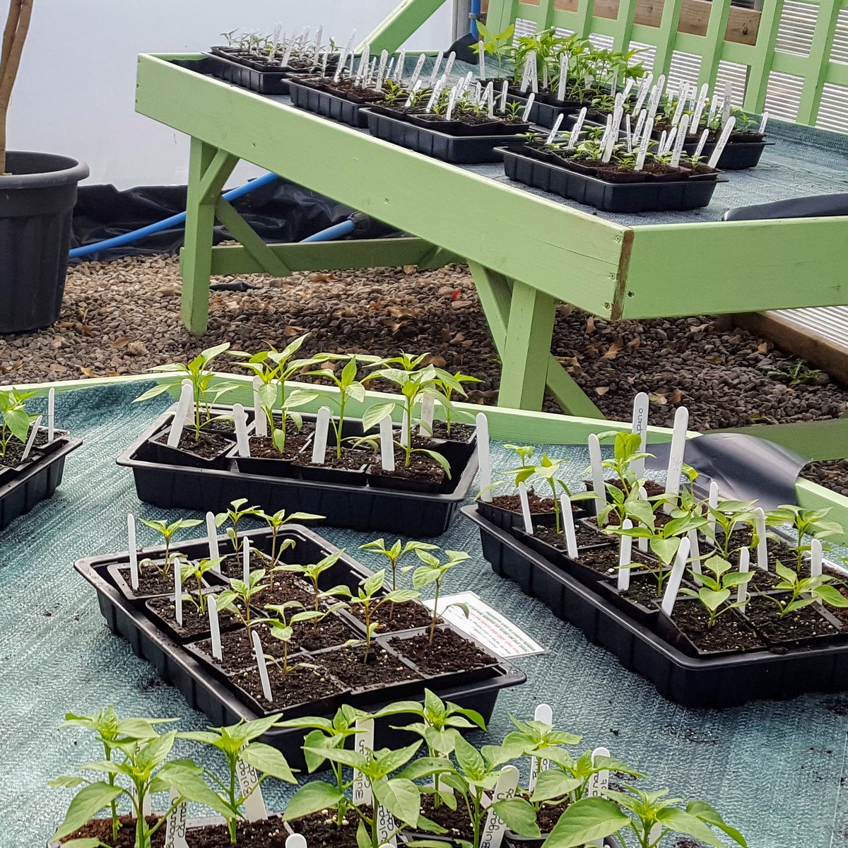 #signsofspring March 2020 - chilli plants #chilliplants