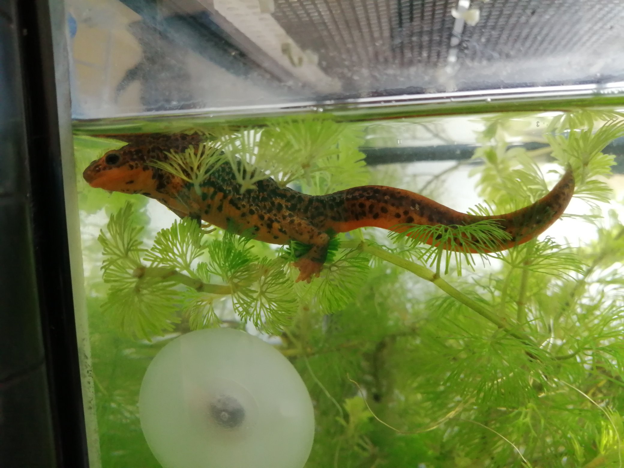 ちまめ Fire Belly Babies 帰宅して水槽を覗いたら アマミシリケンが産卵態勢に 退いた後を見たら 卵が オスメス別にしなきゃ駄目かな アマミシリケンイモリ イモリ シリケンイモリ Swordtailnewt T Co Emz5hd1ugq Twitter