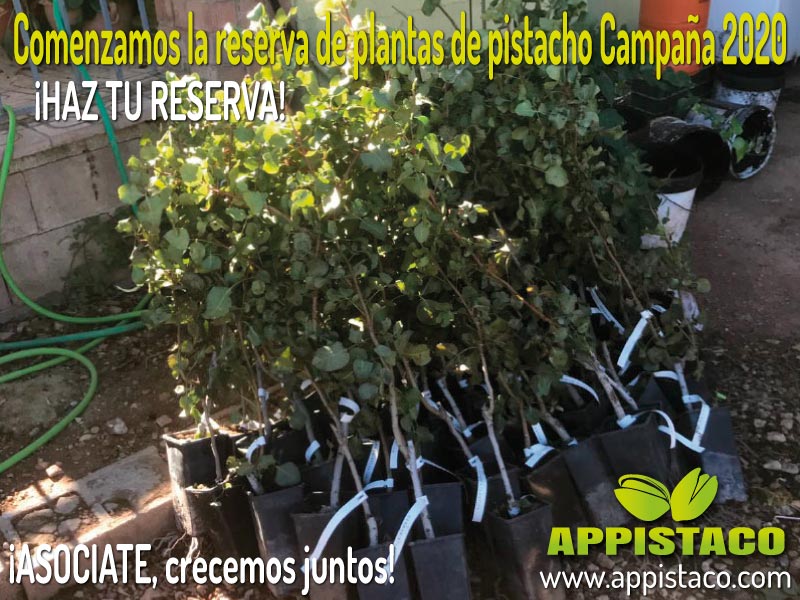 appistaco's tweet photo. ‼️ABIERTO el PLAZO de #RESERVA de PLANTA DE #PISTACHO INJERTADA para la CAMPAÑA 2020‼️ Para asegurar el suministro y garantizar su disposición en la fecha de entrega estipulada, es⚠️OBLIGATORIO HACER #RESERVA⚠️
🚨 INFÓRMATE Y HAZ TU RESERVA AQUÍ 👀👉 🌐https://t.co/ArkcP57DQK https://t.co/CVyH3Oaevr