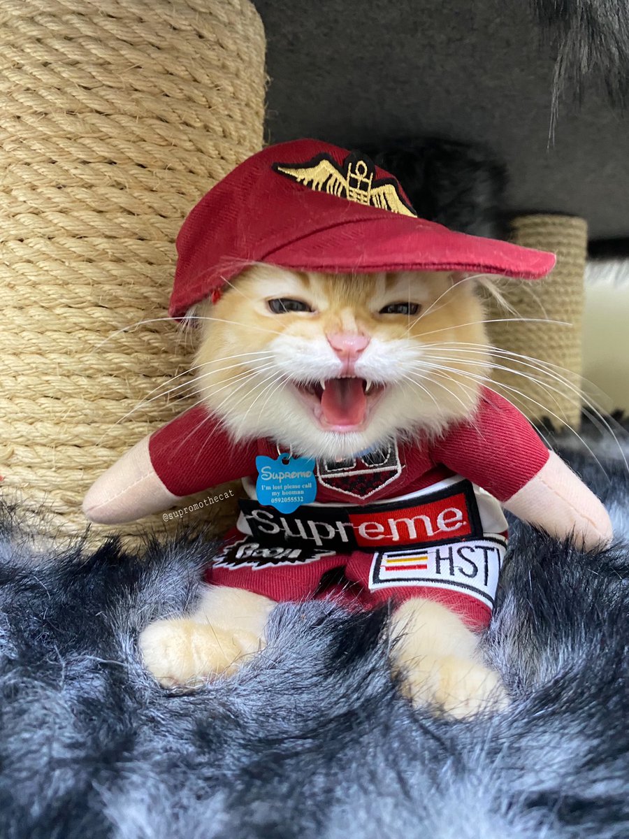 supromothecat1's tweet photo. @9GAG meowww https://t.co/KD43UhJhgg