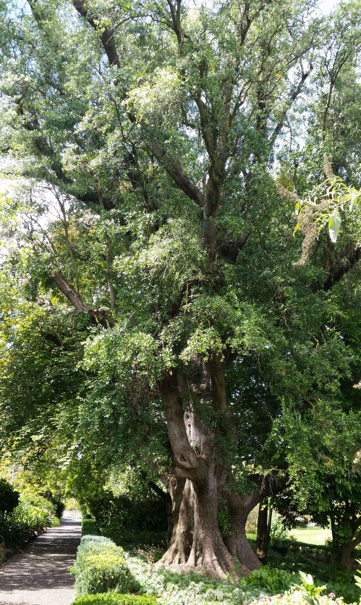 StuartWilliams_'s tweet photo. Soapbark tree (Quillaja saponaria) from Chile, at the Geelong Botanic Gardens. About 160 years old #TrustTrees #Quillajaceae https://t.co/bBHC4xKjr3