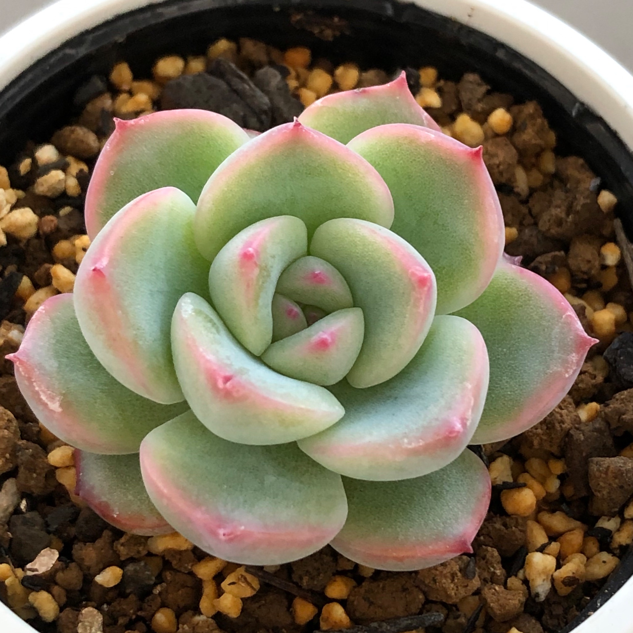 たか ラウリンゼ 花うららです 大好きな2品種の交配なので即お迎えしました ラウリンゼのようなふっくら感に 花うららの色合いが合わさっていて可愛いです まだ子株ですが成長が楽しみです 多肉植物 エケベリア T Co Zqk6i2suko