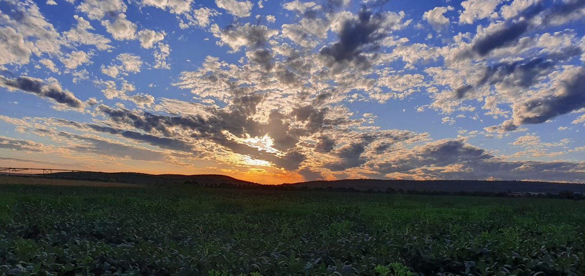 ☀️Our seasonal soya bean crop forms part of the most alluring sunset.🌅

“Sunset is proof that no matter what happens, everyday can end beautifully” - Kristen Butler