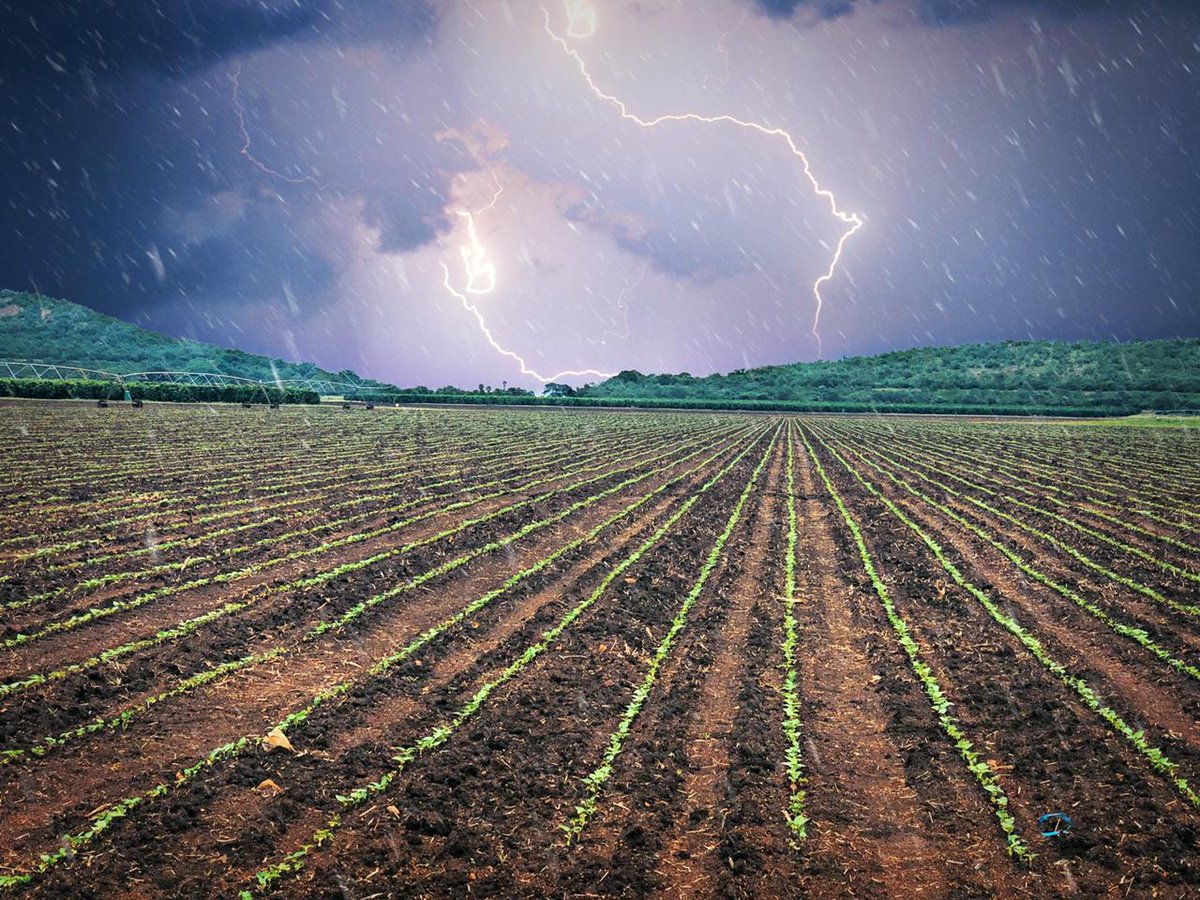 “Thunder, feel the thunder… lightning then the Thunder...”
Our white beans cooling off after a very hot summer’s day.