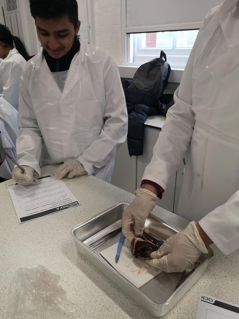 DrBio4's tweet photo. Mackerel gill dissection
#elss_freeschool
#elss_sixthform https://t.co/Q3wkJeF0RV