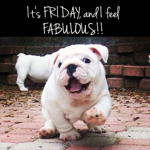 ELTInstitute's tweet photo. ๐ถ๐Friday!!๐๐ถ #puppy #puppylove #backtoschool #backtoclasses #vueltaalcole #vueltaaclases #vueltaaclases2020 #inscripciones https://t.co/ZpLSpjWKx7