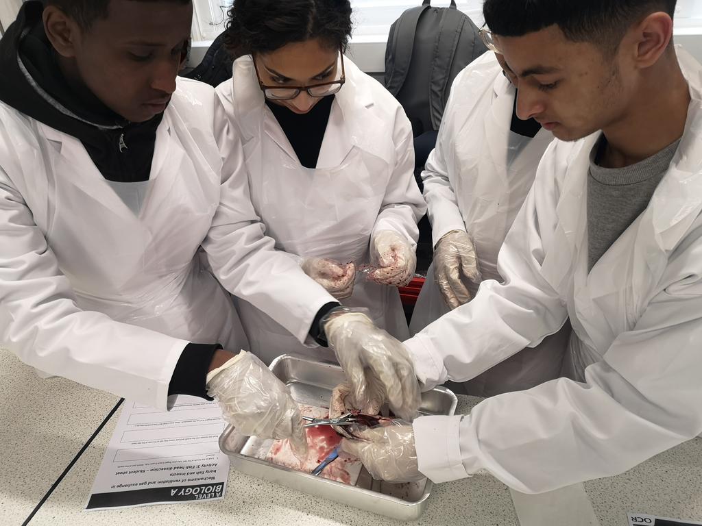 DrBio4's tweet photo. Mackerel gill dissection
#elss_freeschool
#elss_sixthform https://t.co/Q3wkJeF0RV