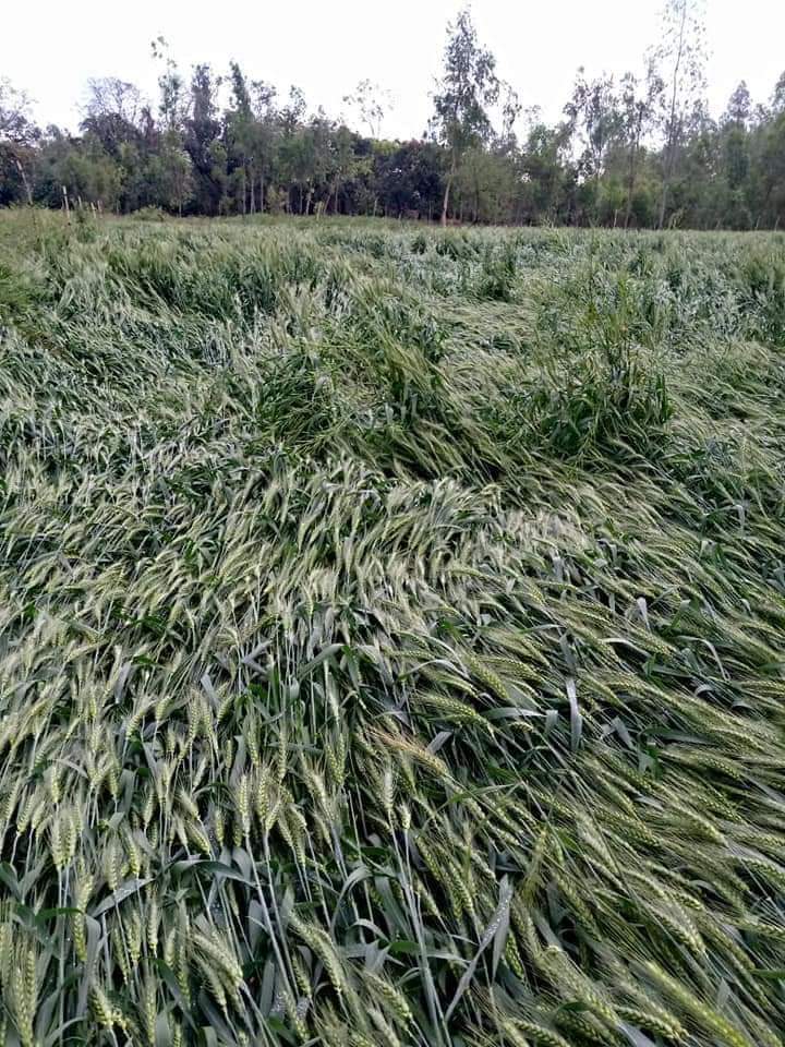 amiitdwivedi's tweet photo. हरदोई जिले के कोथावां एवं भरावन ब्लॉक में बारिश एवं भीषण ओलावृष्टि के कारण किसानों की फसलें पूरी तरह बर्बाद हो गयीं है.. मा० मुख्यमंत्री जी से अनुरोध है की कर्ज तले दबे किसान की फसलों का मुआयना करवा कर उचित मुआवजा दिलाने का कष्ट करें। @myogiadityanath @myogioffice https://t.co/SkeEsDWHW6