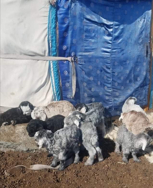 Ховд Алтай сум Ямаан ус Алагтэхтийн бэл 2020.03.12 #гэнээ.Өөлхөн юмбээдээ.Саарал ишиг анх удаа л харжийн 😍