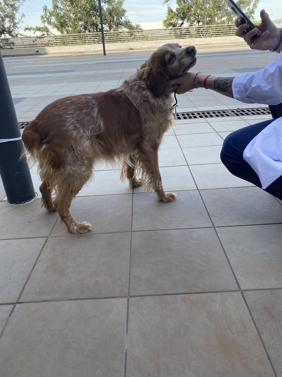 CLARAIHV's tweet photo. #Perroperdido encontrado en #Malaga. En la zona de Quiron. Contáctame por privado si lo conoces! https://t.co/ntaknIWMxr