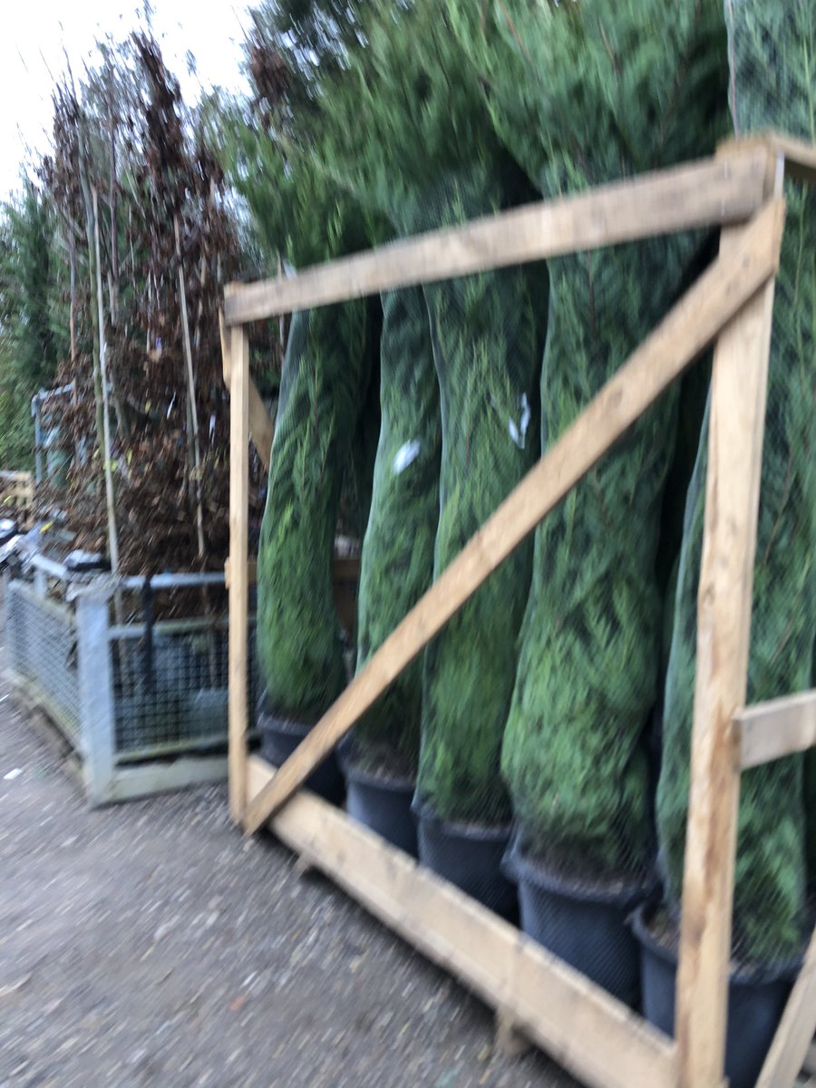 King_and_Co's tweet image. 3m Leylandii wrapped and ready to go #leylandii #kingandco #largetrees #instantscreening #conifers #quality #essex