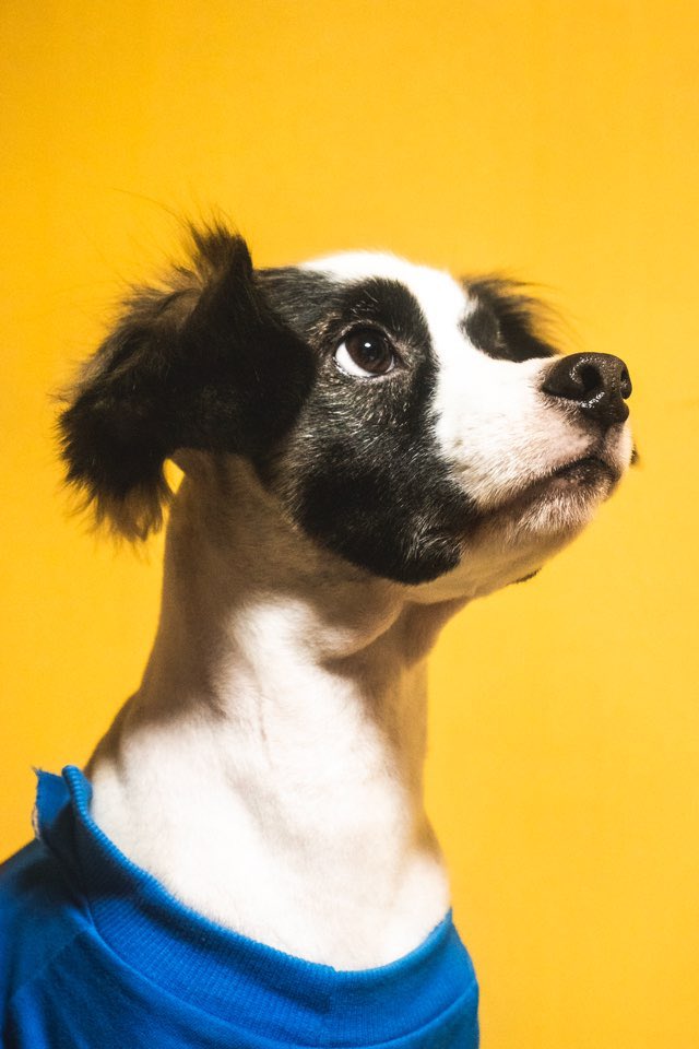 포토그래퍼 S.M.Park 님이 작업해주신 도비 사진입니다. 털 밀기 전이 더 이쁘지만 털에 이물질이 붙어서 미용을… 당분간 옷입혀줘야 되요