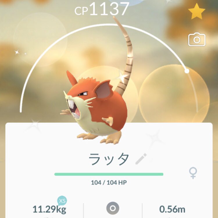 Keith Sax コラッタの色違いの２匹目をゲットしたので ラッタへ進化 ポケモンgo Pokemongo ポケモン コラッタ コラッタ色違い ラッタ ラッタ色違い 色違い 色違いポケモン イロチ Shiny T Co Rnpsczuktp Twitter