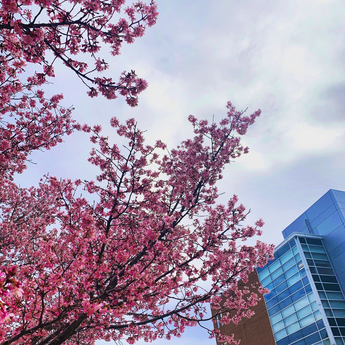 WUEngineering's tweet image. It’s starting to look like spring on campus! 🌸 #Kirkbride #Spring #WidenerEngineering