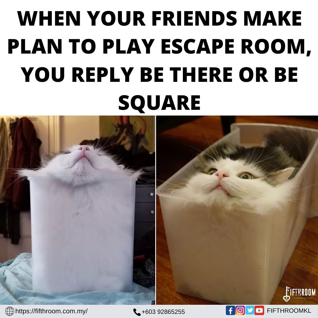 Solarpunk cat post. There is no escape from cat. : r/solarpunk, image size:1080x1080