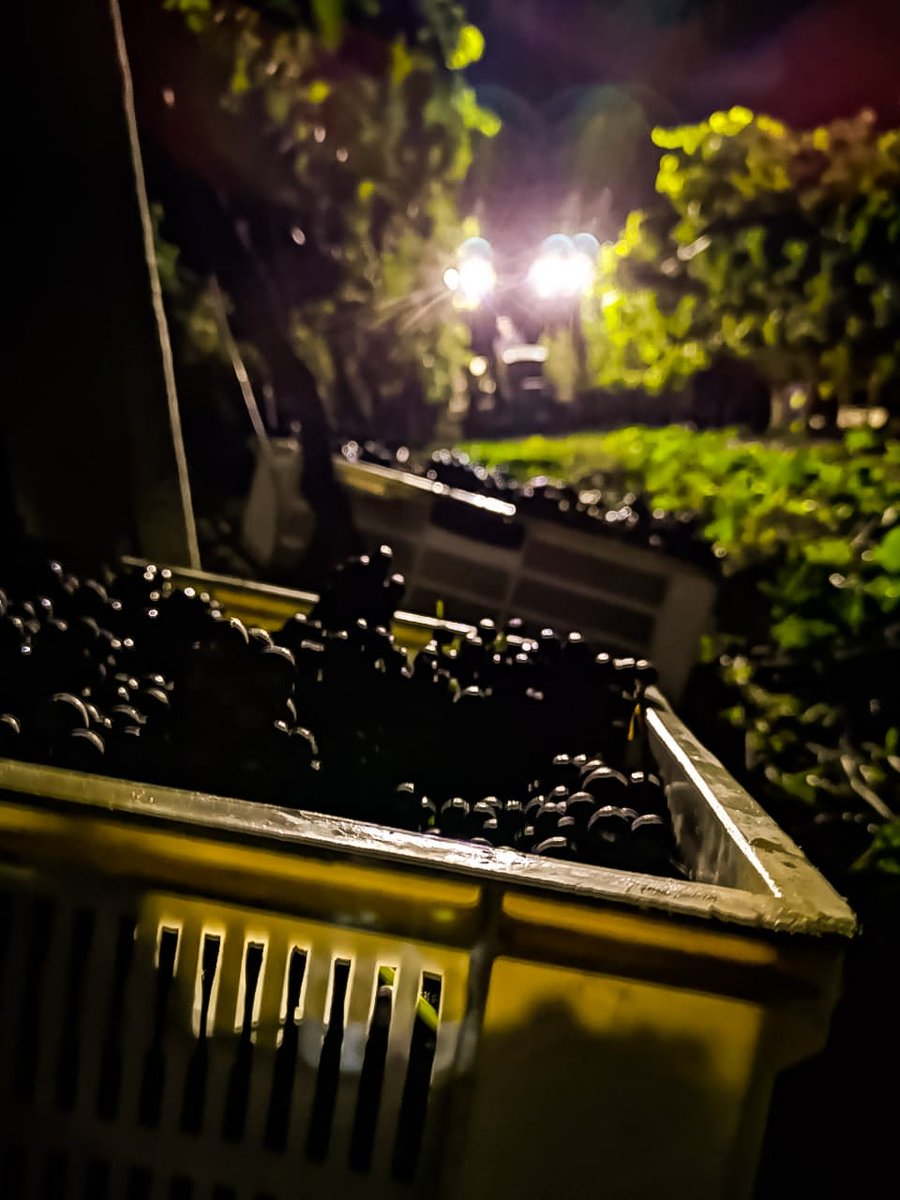 MBGrapes's tweet photo. #MyTrosismyTrots #PaulCluver #falco https://t.co/ksBnbUMzhk