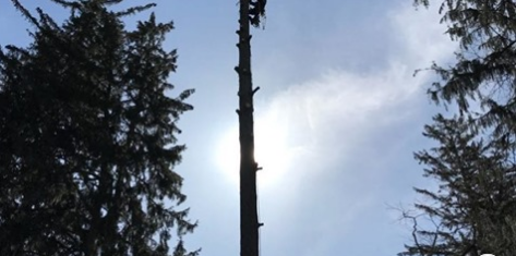 When you are in need to have your trees landscaped or even completely removed, #FOREST #HILL #FORESTRY can provide the Tree services that you require. Call <a href="/FHForestry/">Forest Hill Forestry</a> at +437 776 4172 now.
foresthillforestry.com/tree-services/