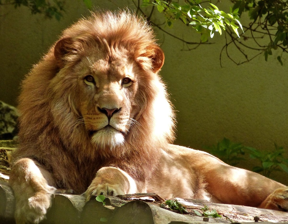 Did you know that the largest piece of glass replaced by Dortech Maintenance measured 2.639m x 4.404m and weighed 726kg? 

That’s the weight equivalent of over four lions… 🦁 #GlazingFacts #WednesdayWisdom #GlazingMaintenance #DYK