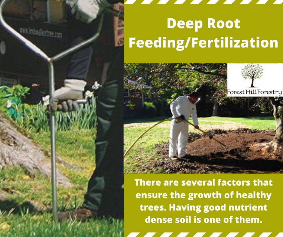 With the help of Forest Hill Forestry, we can provide your trees with deep root fertilization. Call <a href="/FHForestry/">Forest Hill Forestry</a> at +437 776 4172 now.