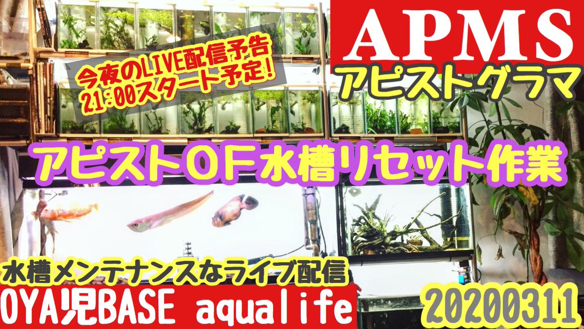 Oya児base Hide ども Oya児 Live予告 ゝ 今宵も21 00辺りからoya児baseリビングapms 多段循環式オーバーフロー水槽の水換えメンテナンス お酒片手に是非遊びに来て下さいね T Co Jjhmmdscgx アクアリウム 熱帯魚 メンテ 自作
