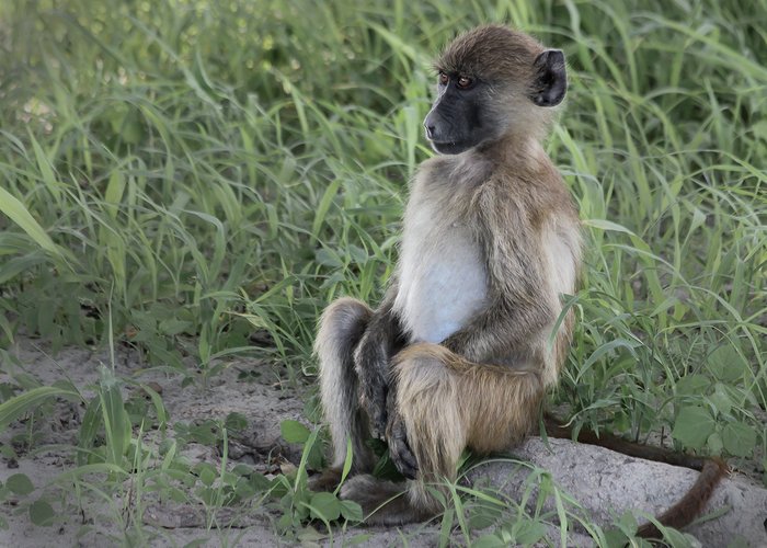 Sitting patiently waiting for the weekend to arrive like…

Photo by our guest Anton Prinsloo

underonebotswanasky.com

#botswana #safari #wildlifephotography #wildlife #weekend #travel #africa
