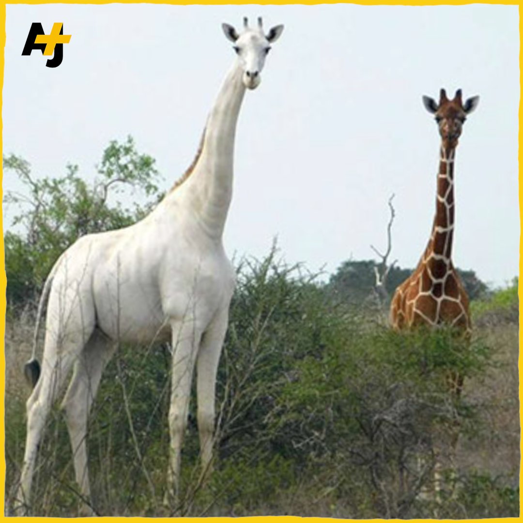 ajplusfrancais's tweet photo. C’était la dernière girafe blanche femelle au Kenya. 

Elle et son petit ont été tués par des braconniers dans une réserve de l’est du pays. 

Il ne reste donc plus qu’un mâle, dont la mère est la femelle qui a été abattue. https://t.co/JJgfBwpZys