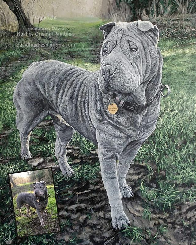 DHpaintings's tweet photo. This is one of my favourites yet #artist #painting #portraits #artistsoninstagram#art #gift #painting #sharpeiworld #sharpeisofinstagram #dogpainting https://t.co/UBrM0g8M8L https://t.co/xadGzIGtVZ