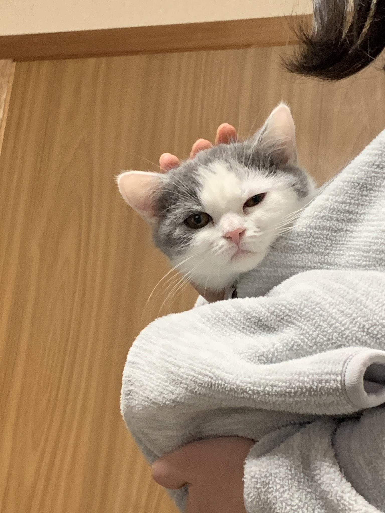 ピノちゃん ブリティッシュショートヘア 赤ちゃんカンガルーになったピノちゃん 子猫 ねこ ネコ 猫 猫好きさんと繋がりたい ブリティッシュショートヘア