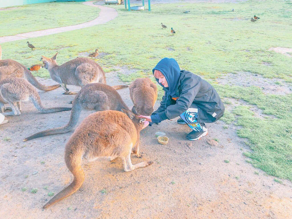 another legendary lovecafe. feeding the animal around them at their melbourne zoo date 