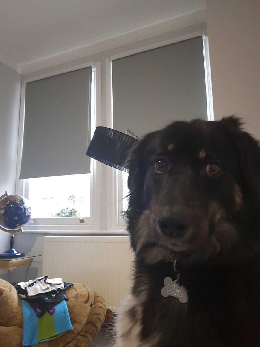 RealGaryWebster's tweet photo. @DavidLammy Welcome. My wife @turnerwebster always had pets but we as a family have only had beautiful guinea pigs until we got Newt our rescue dog from Romania @Paws2RescueUK 2 yrs ago. Just cant imagine life without her. An absolute joy. 5th member of our family. Enjoy ❤🐕✌ btw #TopMP https://t.co/7PGGwc0KlU