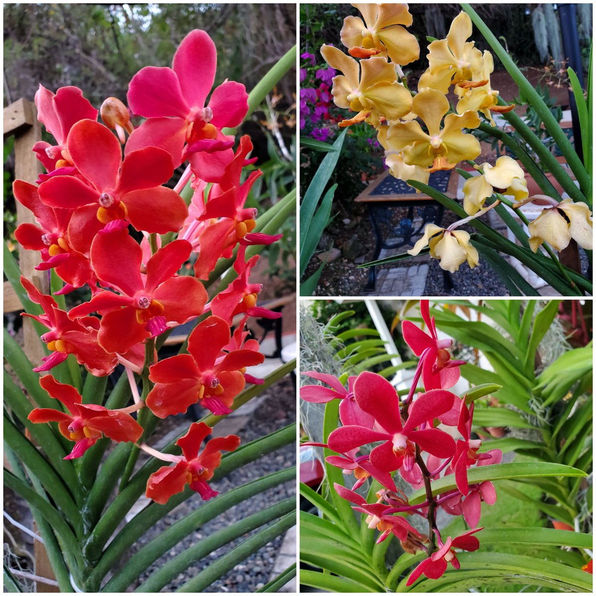 iamcarlenes's tweet photo. Sun #Vandas. You know I love these plants 😉 they are hardy and very grateful to me lolol 😃
#SpringIsBeautiful. I hope this will brighten your day ❤🙏 https://t.co/Qm9XNKhoyQ
