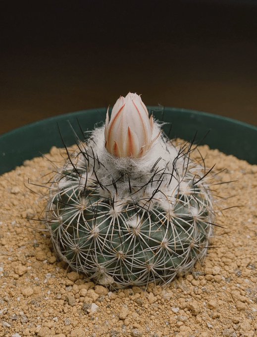 この花が咲いている頃 オフィスでキーボードガチャガチャ言わせてる たぶん 